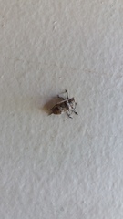 Prosoplus bankii