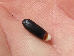 Cannomois spicata