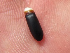 Cannomois spicata