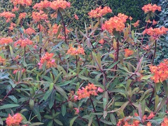 Euphorbia griffithii