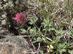 Trifolium macrocephalum