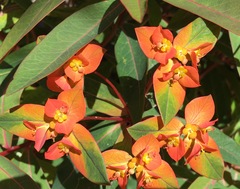 Euphorbia griffithii