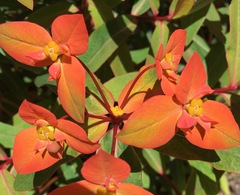 Euphorbia griffithii