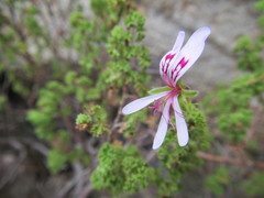 Pelargonium