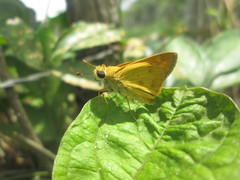 Polites vibex praeceps