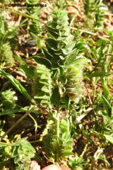 Phaulopsis imbricata