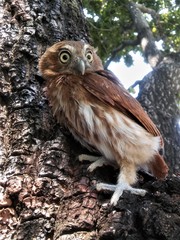 Glaucidium brasilianum