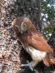 Glaucidium brasilianum