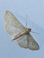 Leucochroma corope
