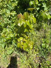 jjfeiler, CC BY, iNaturalist via GBIF Toxicodendron × lobadioides, photograph jjfeiler, CC BY, iNaturalist via GBIF