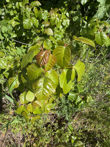 Toxicodendron × lobadioides, photograph 5