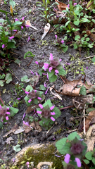 Lamium purpureum