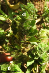 Phaulopsis imbricata