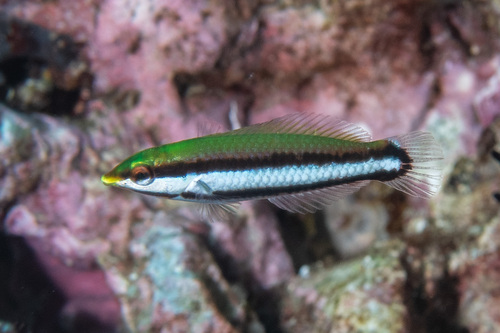 Bird wrasse (Gomphosus varius) — Labridae — 4