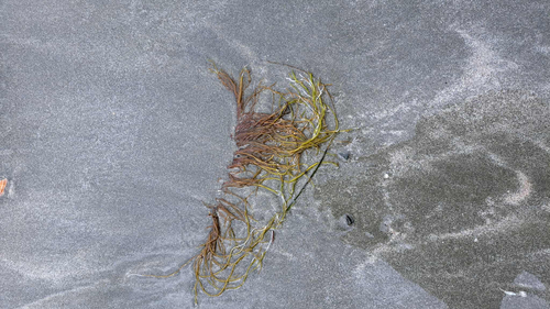 Gracilariopsis andersonii observed 2026-04-25