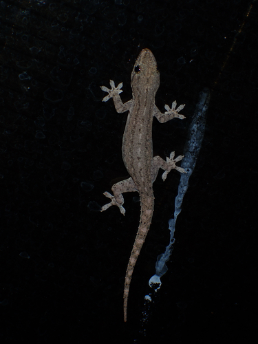 Hemidactylus frenatus