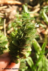 Phaulopsis imbricata