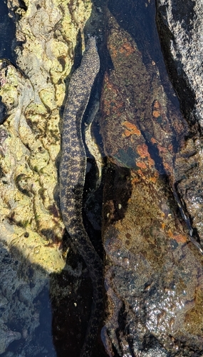 Gymnothorax pictus