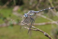 Micrathyria longifasciata