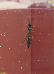 Xoridinae