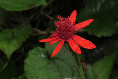 Pseudogynoxys benthamii