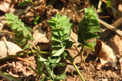 Phaulopsis imbricata