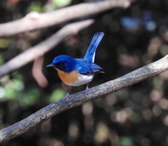 Cyornis sumatrensis