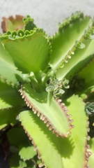 Kalanchoe laetivirens