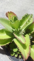 Kalanchoe laetivirens