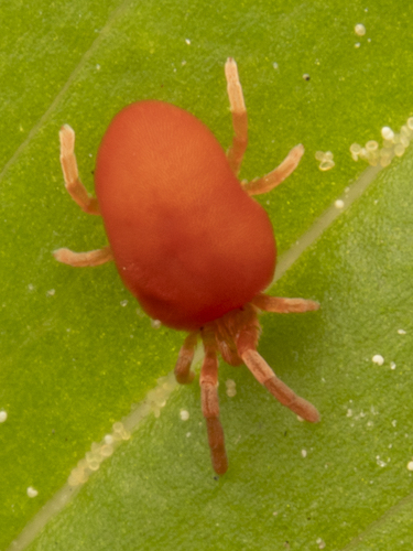 Nonak Insect Observations by alanyoshioka · iNaturalist