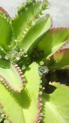 Kalanchoe laetivirens