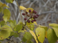 Zanthoxylum arborescens