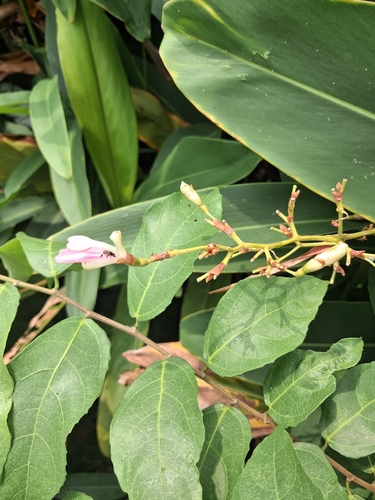 Alpinia nigra iNat (1)