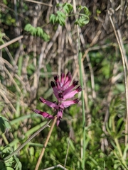 Fumaria muralis