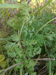Fumaria muralis