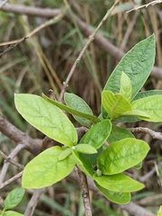 (c) Hildegard Klein, some rights reserved (CC BY) Combretum erythrophyllum, photograph (c) Hildegard Klein, some rights reserved (CC BY)