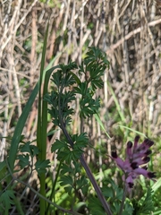Fumaria muralis