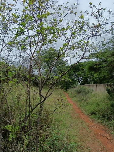 Combretum erythrophyllum, photograph 4