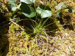 Festuca occidentalis