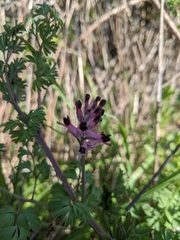 Fumaria muralis