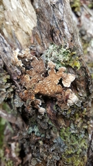 Pseudocyphellaria haywardiorum