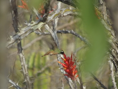 Basilinna xantusii