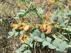 Astragalus beckwithii