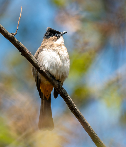 Brown-breasted Bulbul