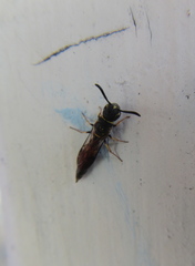 Sapygidae
