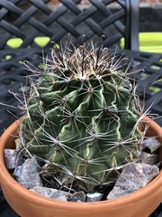 Hamatocactus