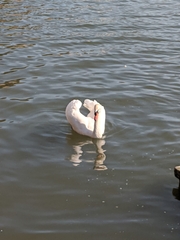 Cygnus olor