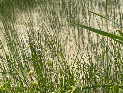 Pleuropogon californicus, 2026-04-25