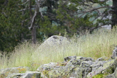 Carduelis citrinella