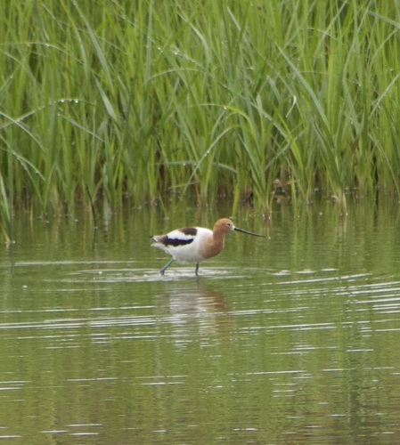 iNaturalist observation photo of American Avocet